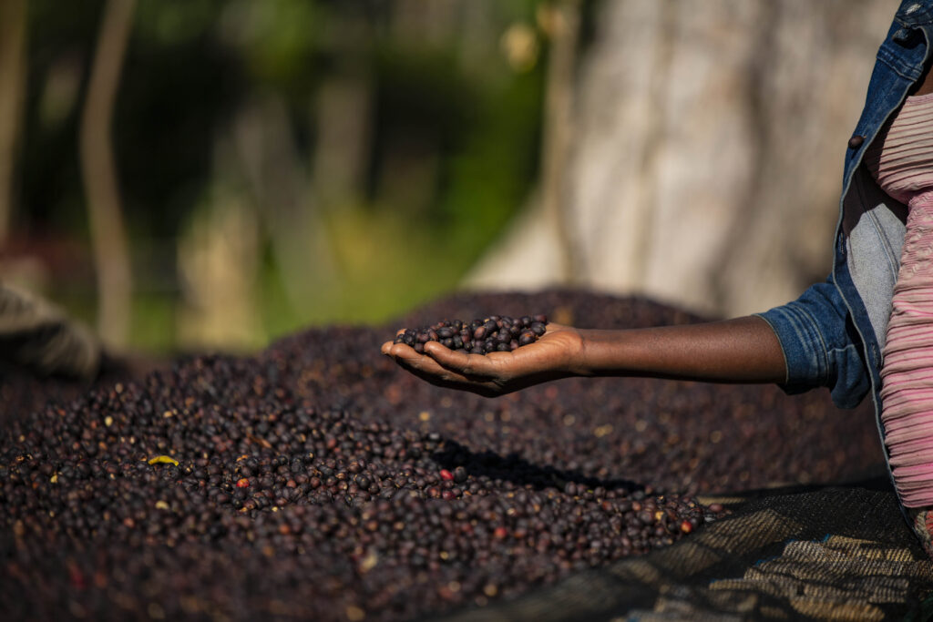 Äthiopien Sidamo Keramo G1 Washed Tangermünder Kaffeerösterei